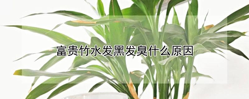 富贵竹水发黑发臭什么原因 富贵竹水发黑发臭怎么办