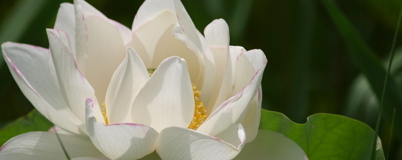 荷花和莲花的区别（荷花和莲花的区别在哪里）