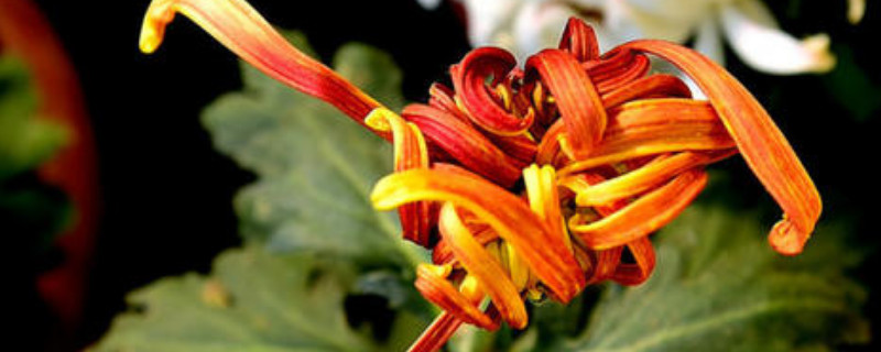 怎样给盆栽菊花施肥(盆栽菊花怎么施肥)