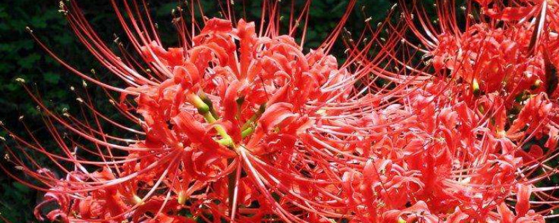 彼岸花冬天怕冻吗（彼岸花冬天怕冷吗）