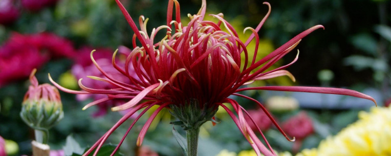 菊花养在卧室好吗 房间养菊花好吗