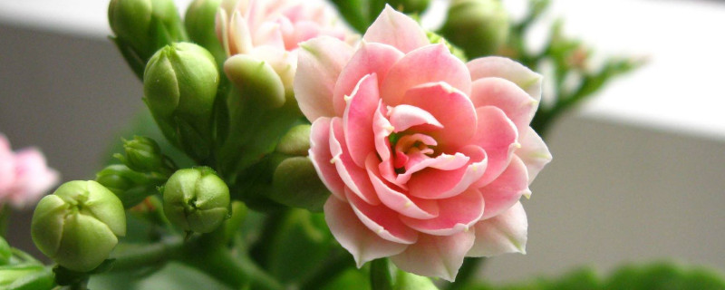 长寿花有花苞能淋雨吗 长寿花有花苞时可以喷水吗