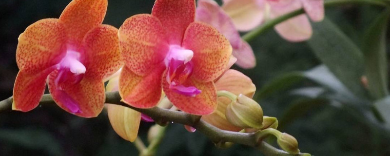 蝴蝶兰枯蕾怎么办（蝴蝶兰落蕾怎么回事）