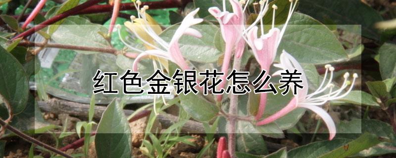 红色金银花怎么养 红色金银花的种植方法和注意事项