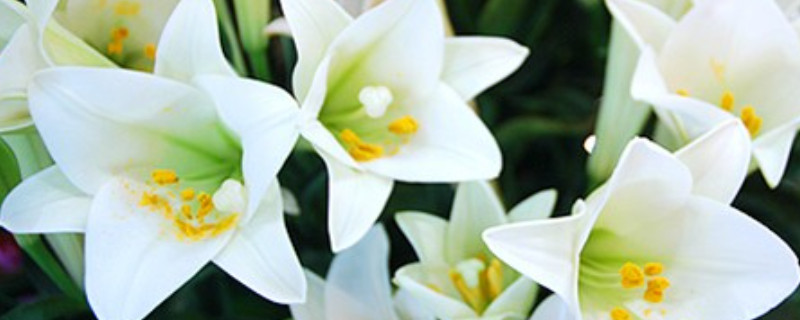 香水百合有毒吗（香水百合有毒吗?开花可以放室内吗?）