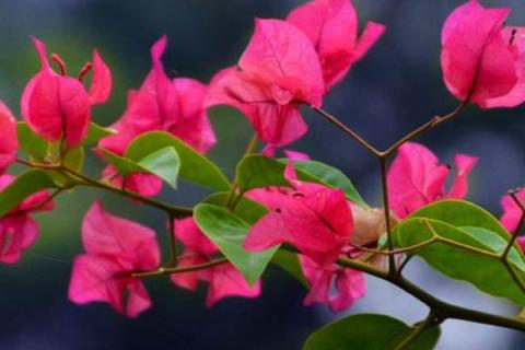 三角梅可以地栽吗