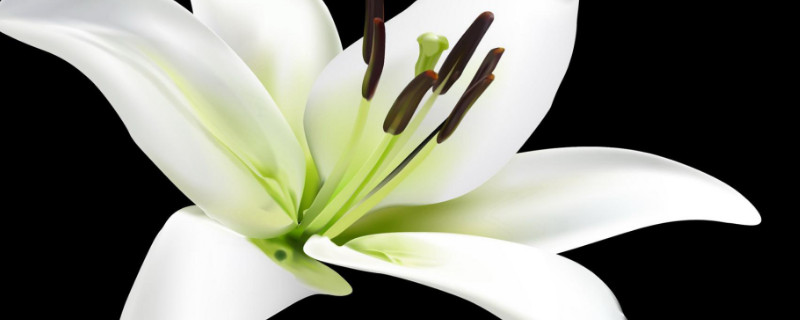 百合花多久浇一次水 盆栽百合花多久浇一次水为好