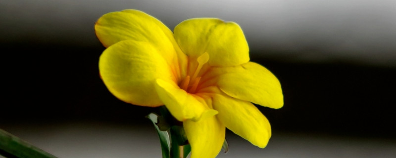 迎春花为什么叫迎春花（迎春花为什么叫迎春花?）