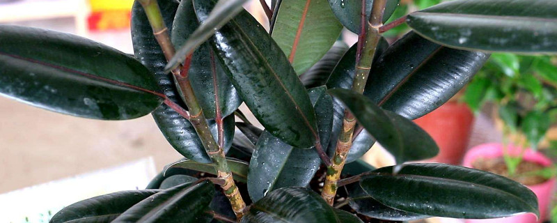 橡皮树不长新叶怎么办 橡皮树只长叶子不长高怎么办