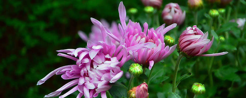 菊花的叶子是什么形状的 菊花的叶子是什么形状的图片