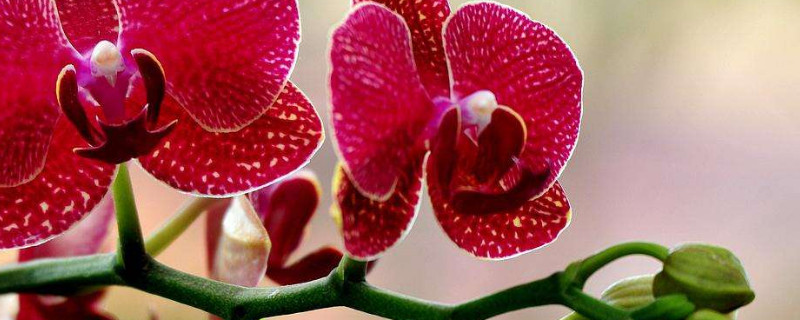 蝴蝶兰多久浇水一次 蝴蝶兰大概多久浇一次水