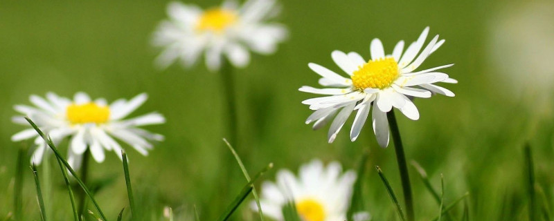 雏菊种子种植方法 雏菊种子种植方法和时间