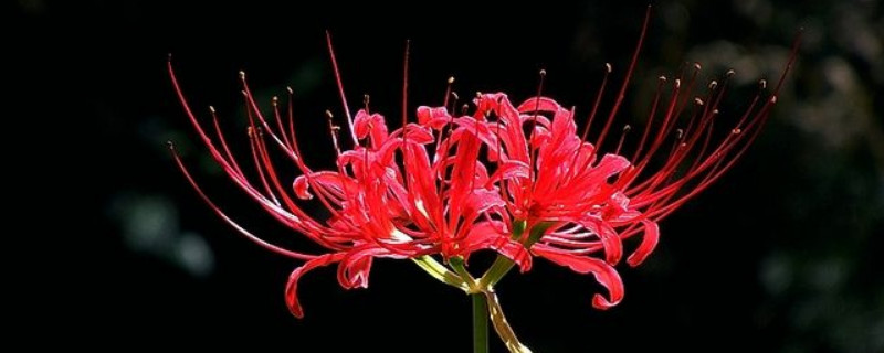 彼岸花夏天可以种吗(彼岸花夏季可以种吗)