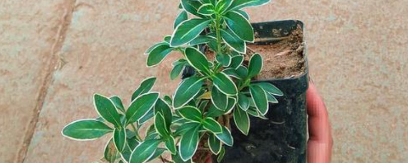 金边六月雪叶子掉光了怎么办(金边六月雪叶子干蔫了咋办)