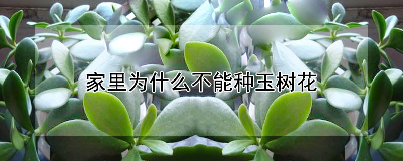 家里为什么不能种玉树花 家里能养玉树花吗