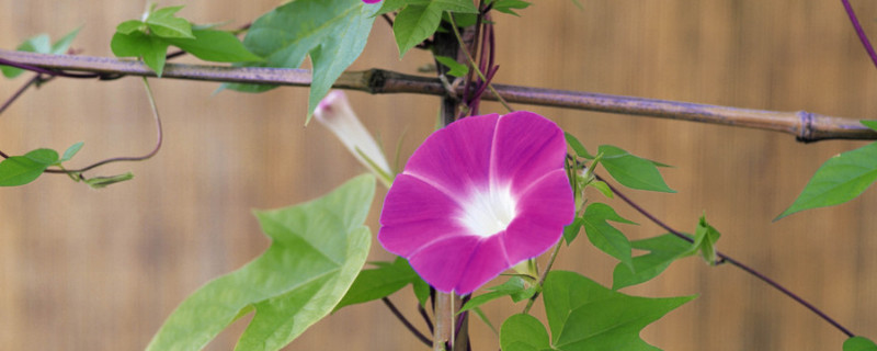 牵牛花种子是否需要春化 牵牛花种子发芽