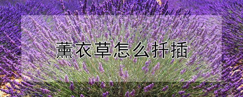 薰衣草怎么扦插 薰衣草怎样扦插