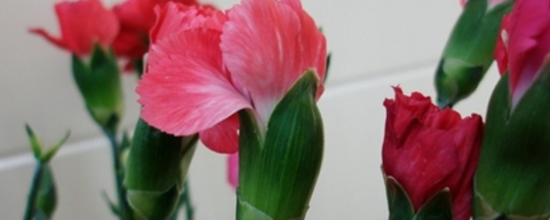 康乃馨花苞干瘪的原因（康乃馨的花苞干瘪是什么原因）