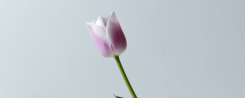 郁金香夏天有没有办法发芽（郁金香冬天发芽了怎么办）