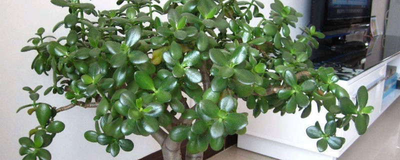 玉树夏天可以晒太阳吗 玉树可以直接晒太阳吗