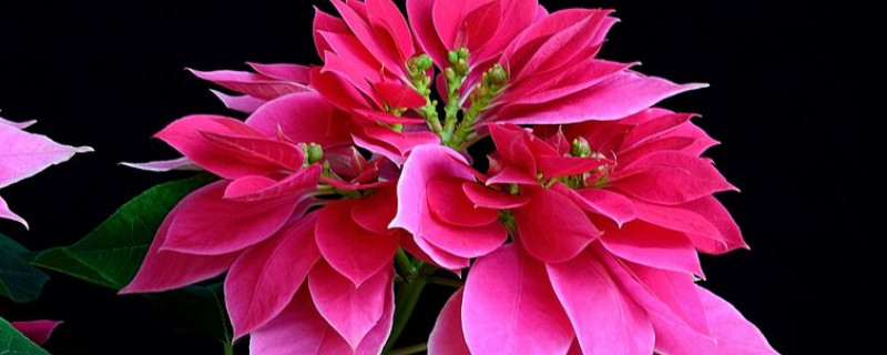 一品红和三角梅的区别（一品梅红色）