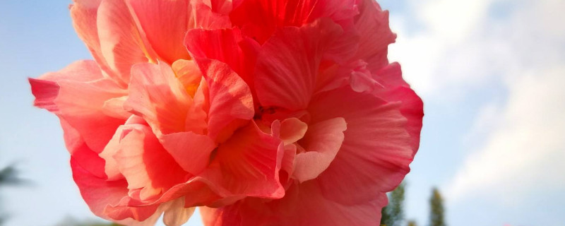 芙蓉花有多高 芙蓉花能长高吗