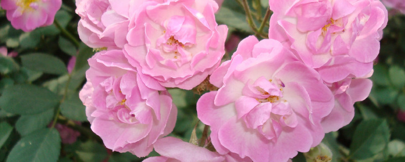 蔷薇花为什么不长了 蔷薇长的很好为什么不开花