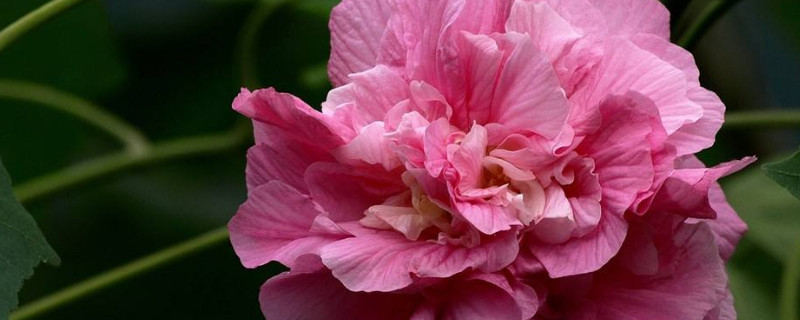 芙蓉花秋天为什么不长了 芙蓉花只长叶子不开花