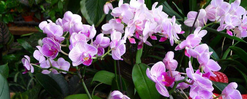 蝴蝶兰生根好方法(怎么能让蝴蝶兰快速生根)