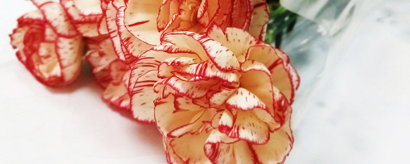 康乃馨播种时间和方法(康乃馨的种子什么时候播种最好)