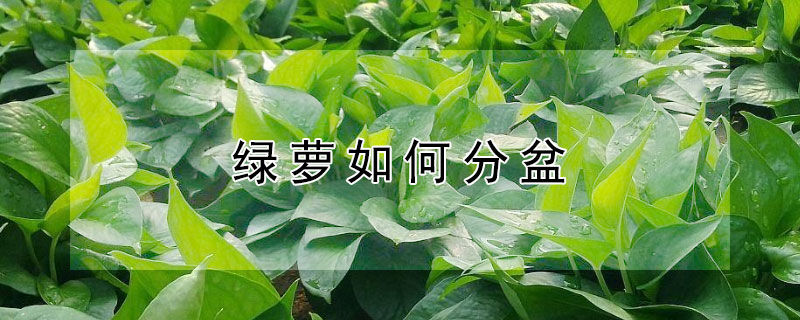 绿萝如何分盆（绿萝如何分盆视频）
