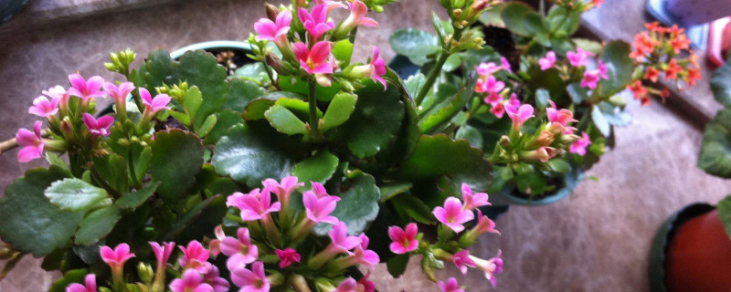 长寿花夏天能修剪吗（长寿花夏天要修剪吗）