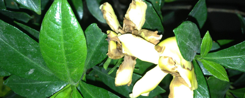 栀子花花朵变黄蔫了 栀子花叶子发黄蔫了是什么原因