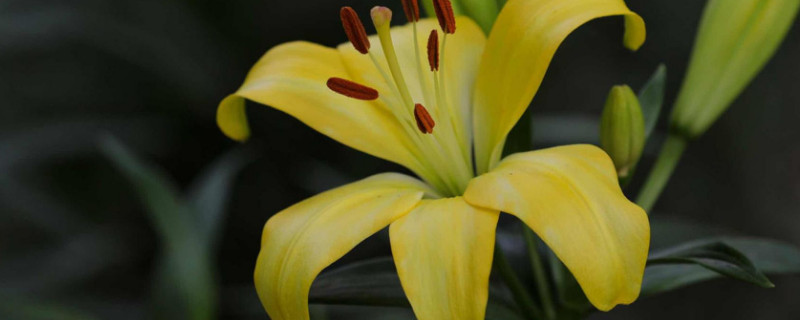 百合花苞枯萎怎么补救(百合花苞蔫了怎么补救)