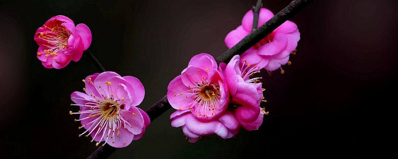 北方盆栽梅花怎么过冬（冬天怎么栽梅花）