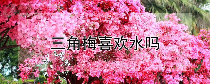 三角梅喜欢水吗 三角梅喜欢水吗和阳光吗