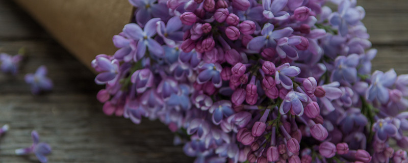 紫罗兰不开花怎么回事 紫罗兰只长叶子不开花