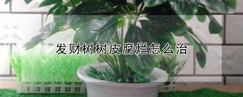发财树树皮腐烂怎么治 发财树外面的树皮烂了怎么处理