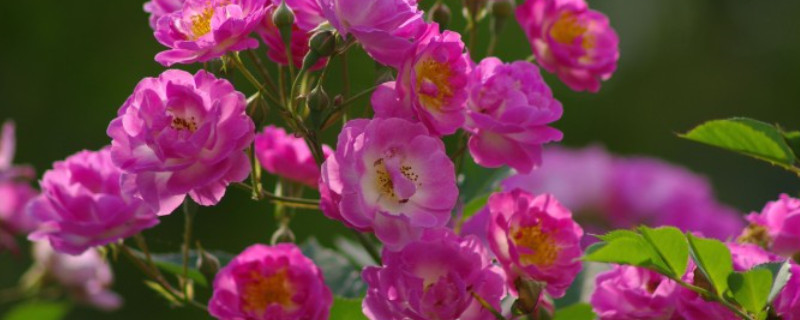 蔷薇蔫了是什么原因 蔷薇花蔫了