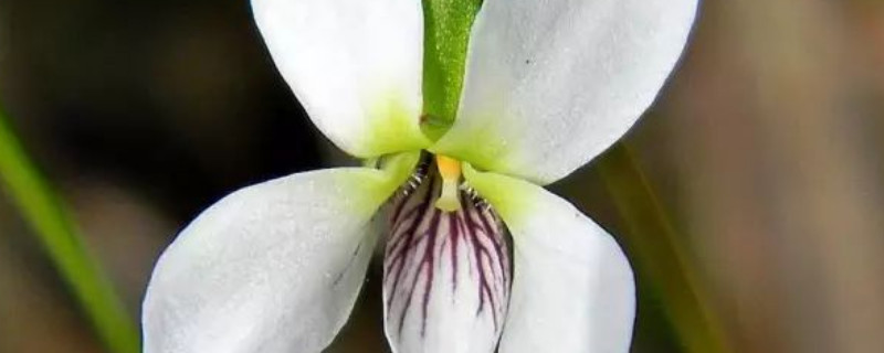 白色紫罗兰可以放在室内吗 紫罗兰能放在室内吗