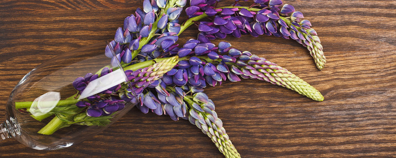 紫罗兰什么时候施肥 紫罗兰花施什么肥