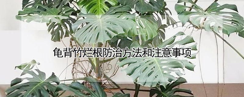 龟背竹烂根防治方法和注意事项 龟背竹根烂了怎么办