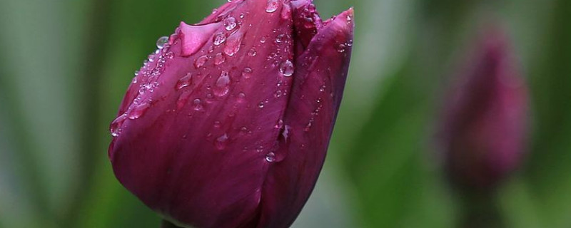 郁金香冬天会枯萎吗 郁金香冬天落叶吗