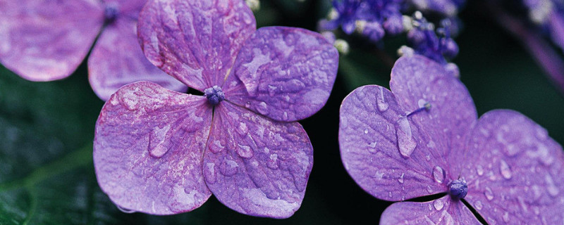 紫罗兰能放在卧室吗(紫罗兰能否摆放在房间里?)