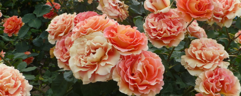 蔷薇不长叶子是为什么 蔷薇花不长叶子