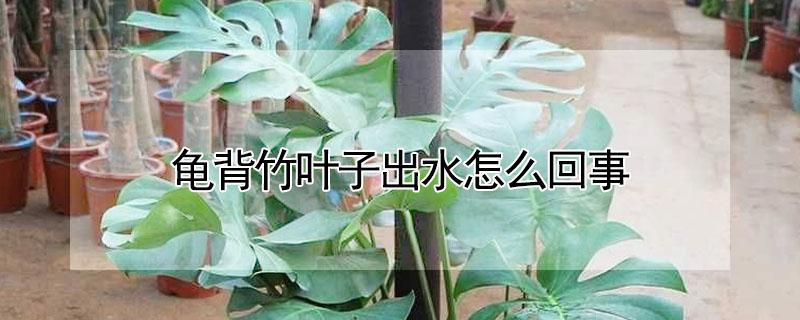 龟背竹叶子出水怎么回事(龟背竹叶子渗水)