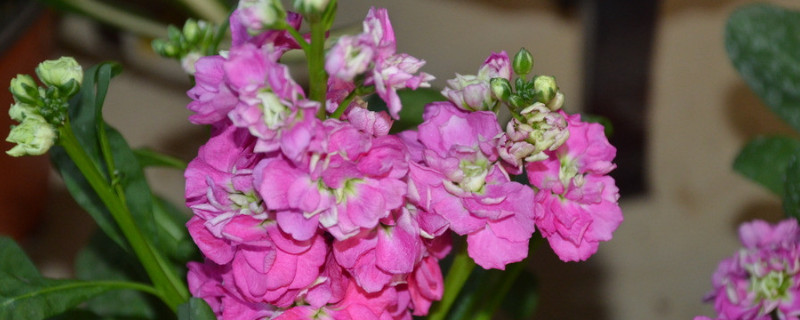 紫罗兰播种时间和方法（紫罗兰种子的种植方法和时间）