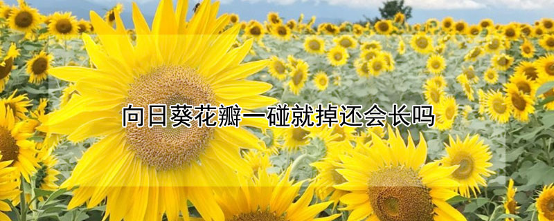 向日葵花瓣一碰就掉还会长吗（向日葵干花掉花瓣）