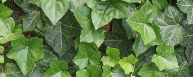 耐寒又可以爬墙的花 耐阴的爬墙花卉有哪些