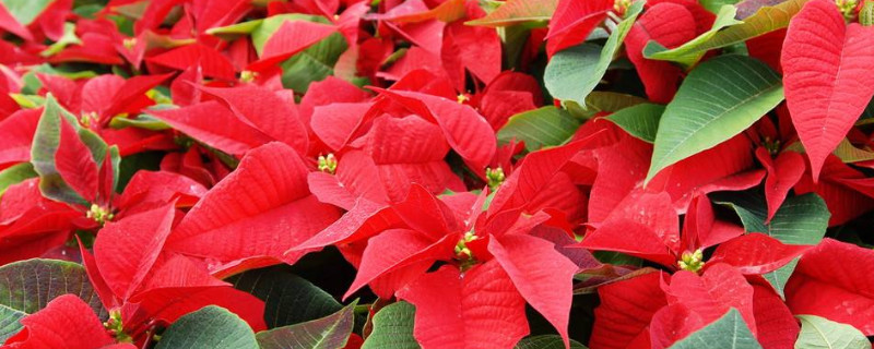 一品红的花期有多长 一品红几月份开花